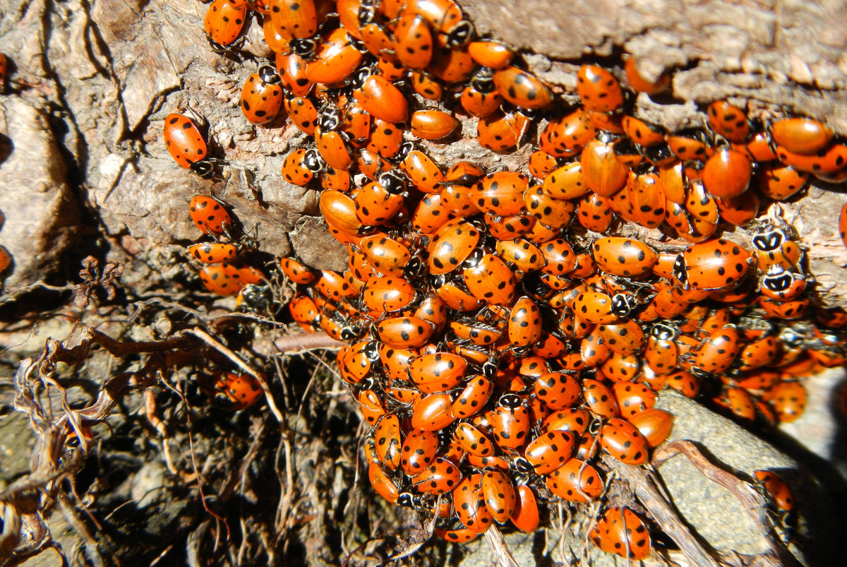 LADYBUGS