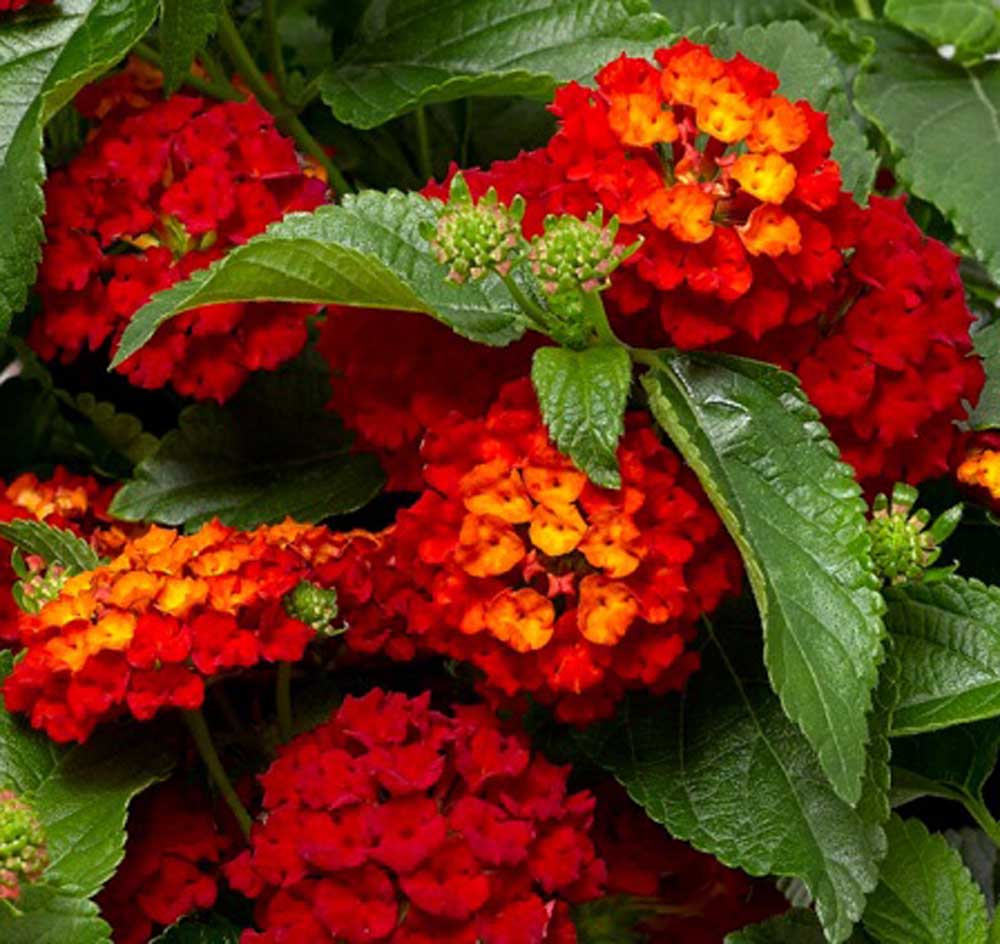 ASSORTED LANTANA 1gal