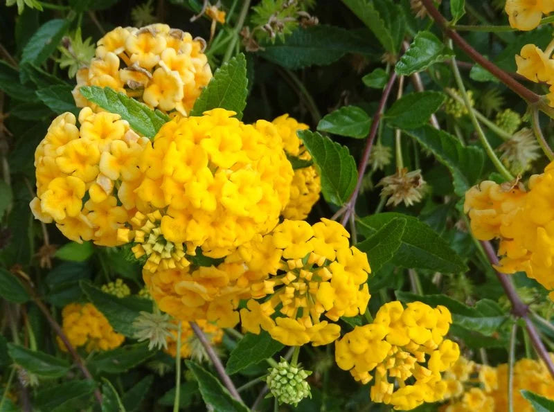 LITTLE LUCKY POT OF GOLD LANTANA 4in