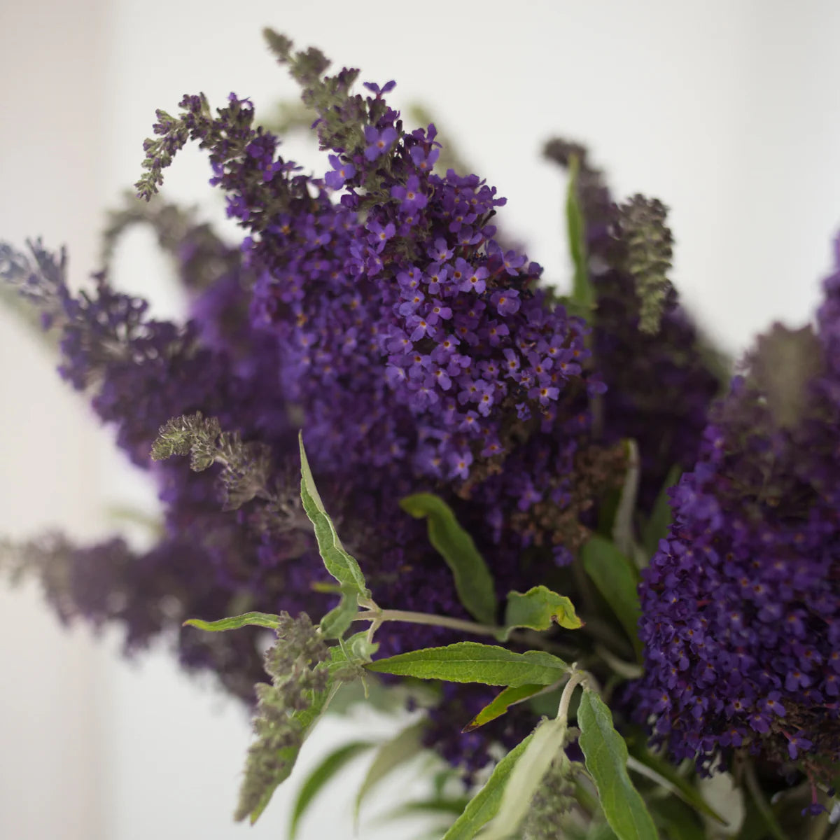 BUZZ MIDNIGHT BUTTERFLY BUSH 3gal