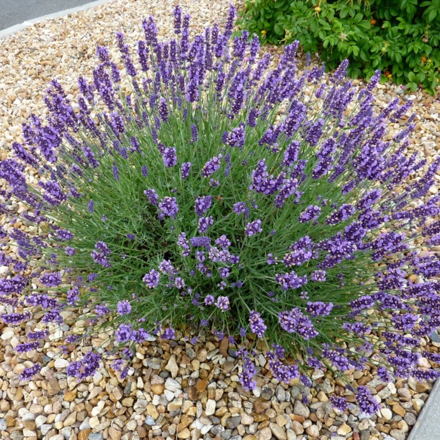 GROSSO LAVENDER 1gal