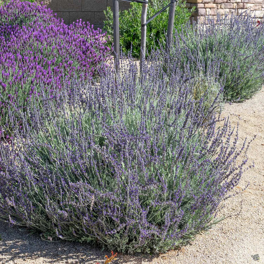 LAVENDER ASSORTED 2 GAL