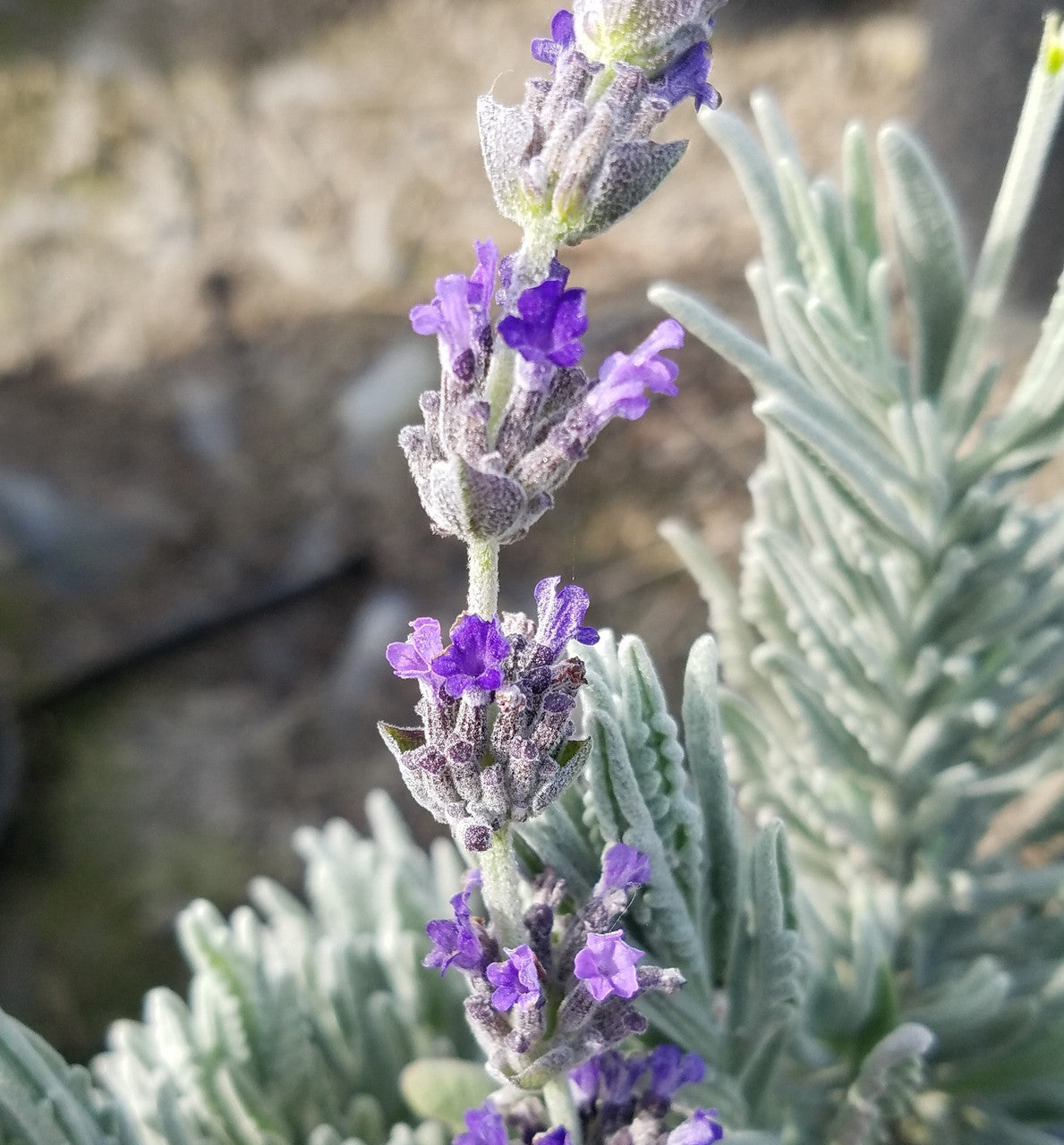 LAVENDER ASSORTED 2 GAL