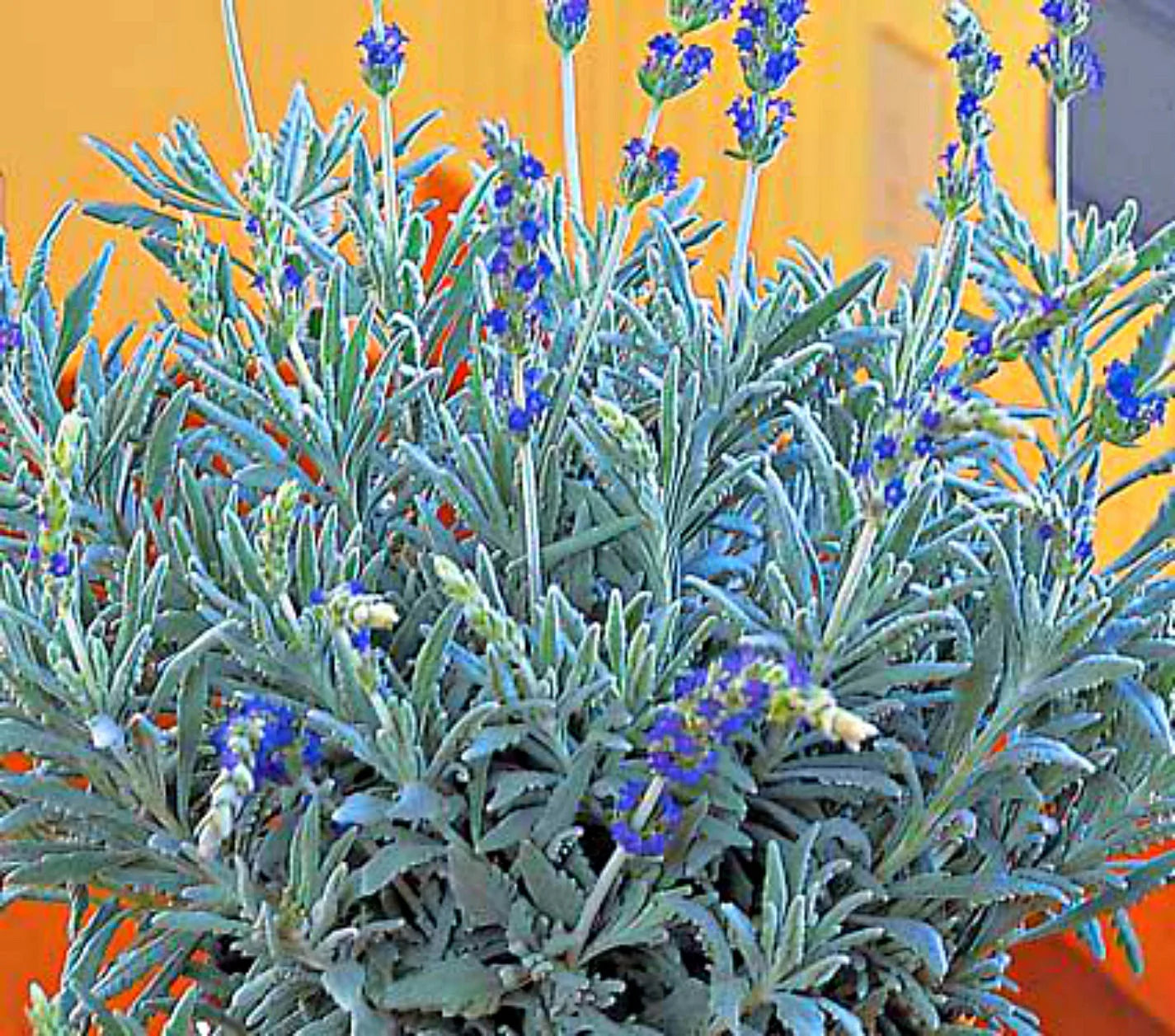 LAVENDER ASSORTED 2 GAL