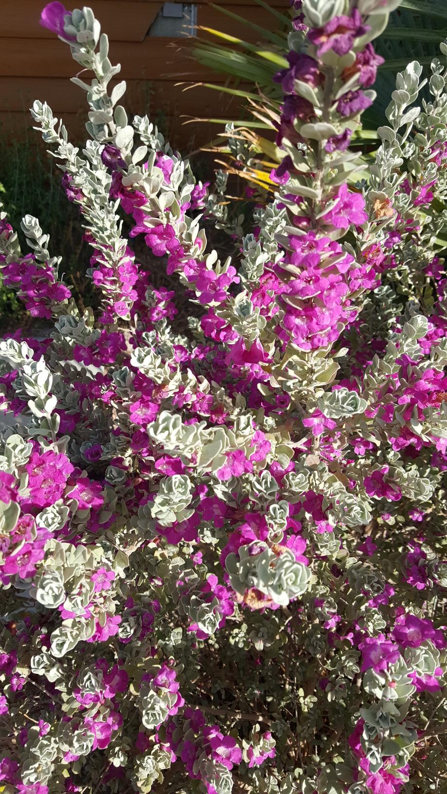 LAREDO TEXAS SAGE 2gal