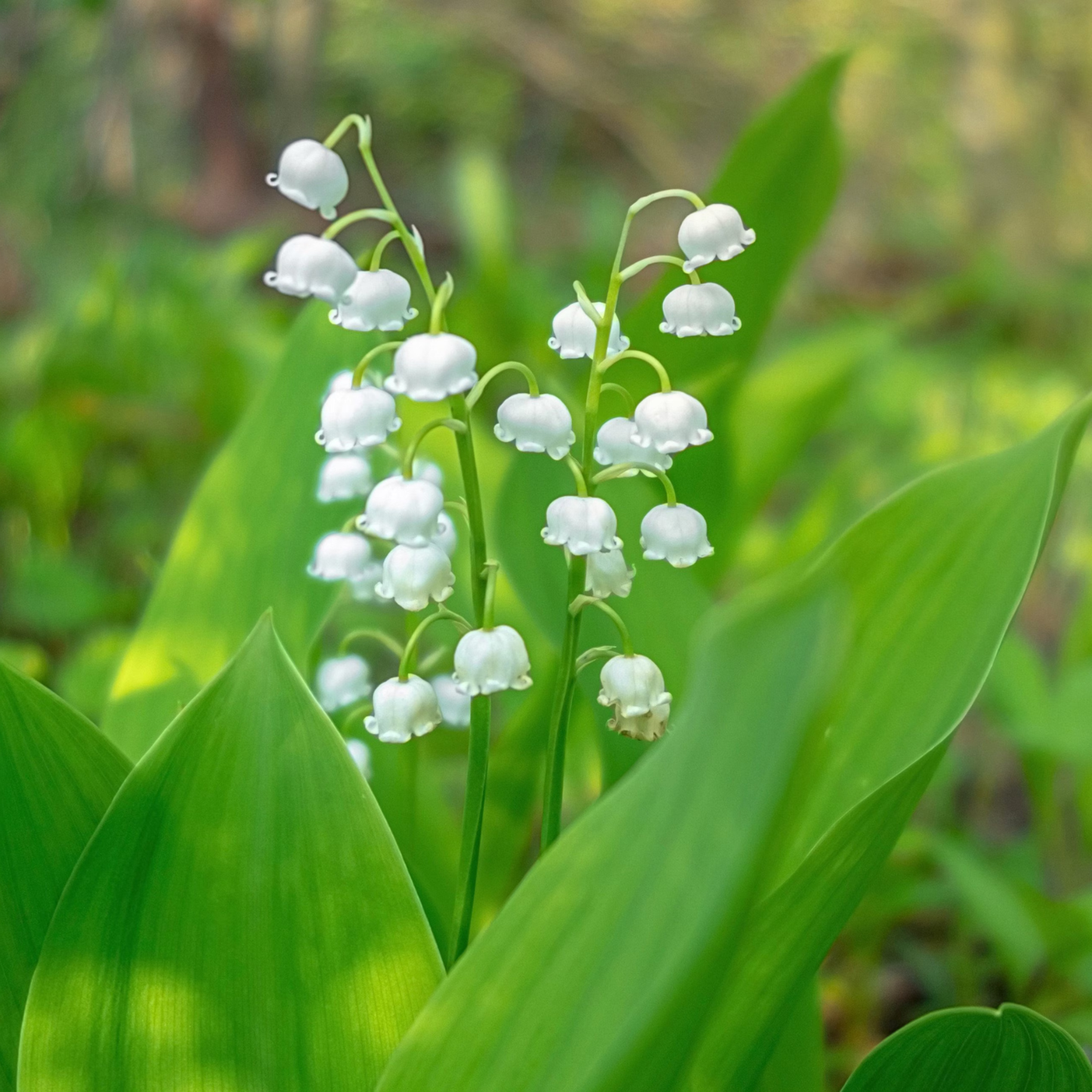 Small Lily of the Valley flowers against green leaves.