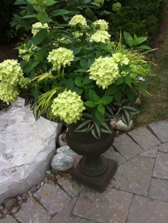 LITTLE LIME HYDRANGEA 2gal