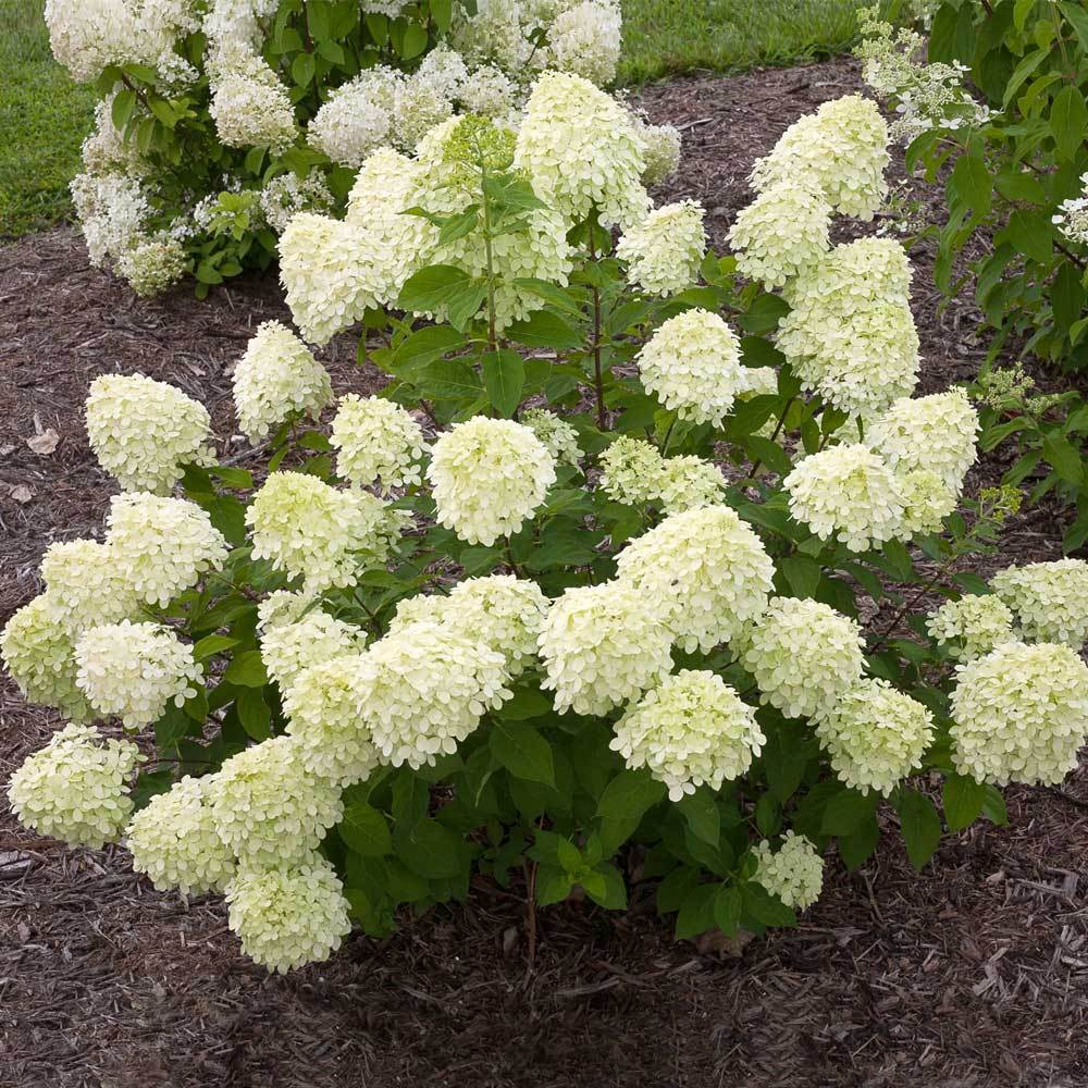 LITTLE LIME HYDRANGEA 2gal