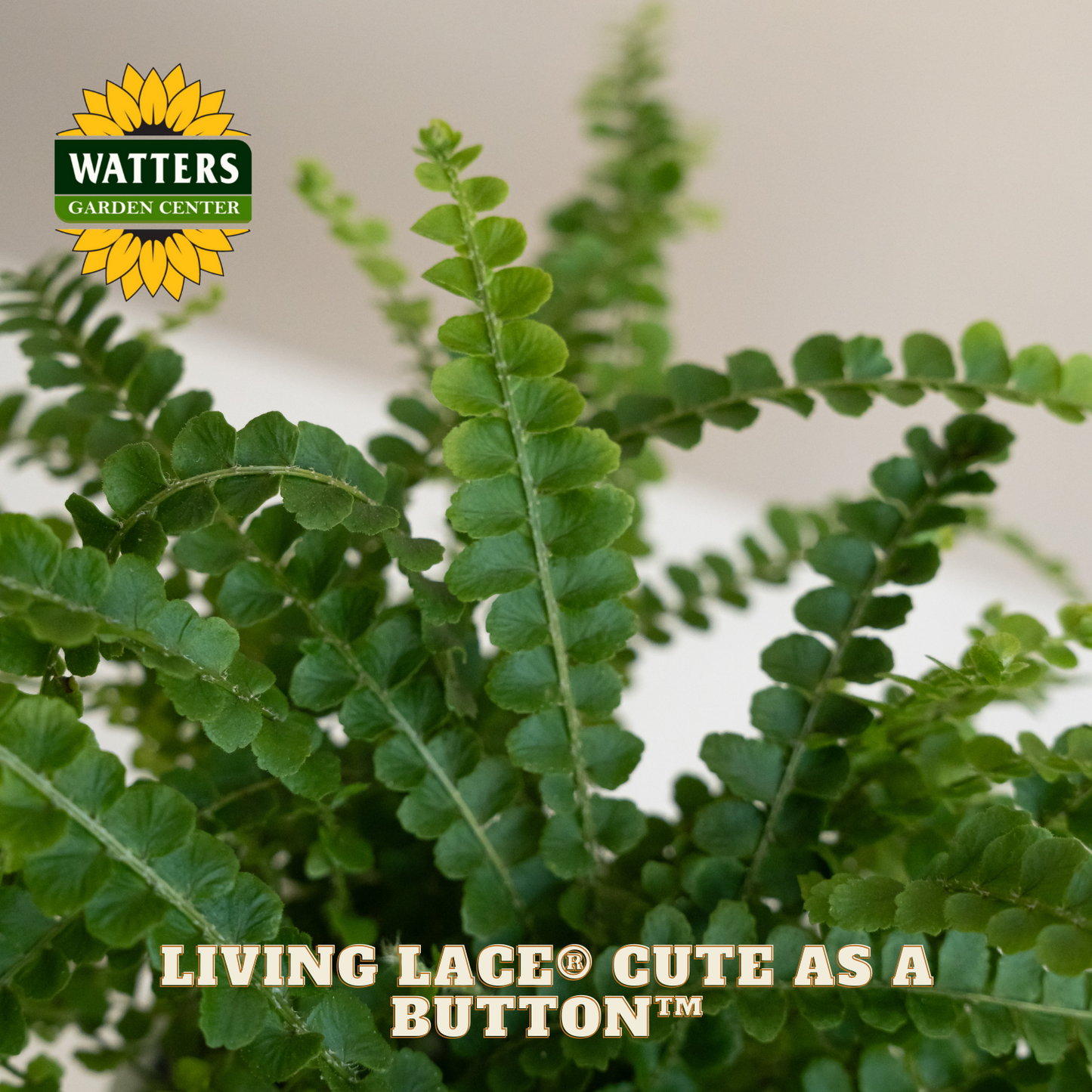 Green fern plant with Watters Garden Center logo and text overlay on a blurred background