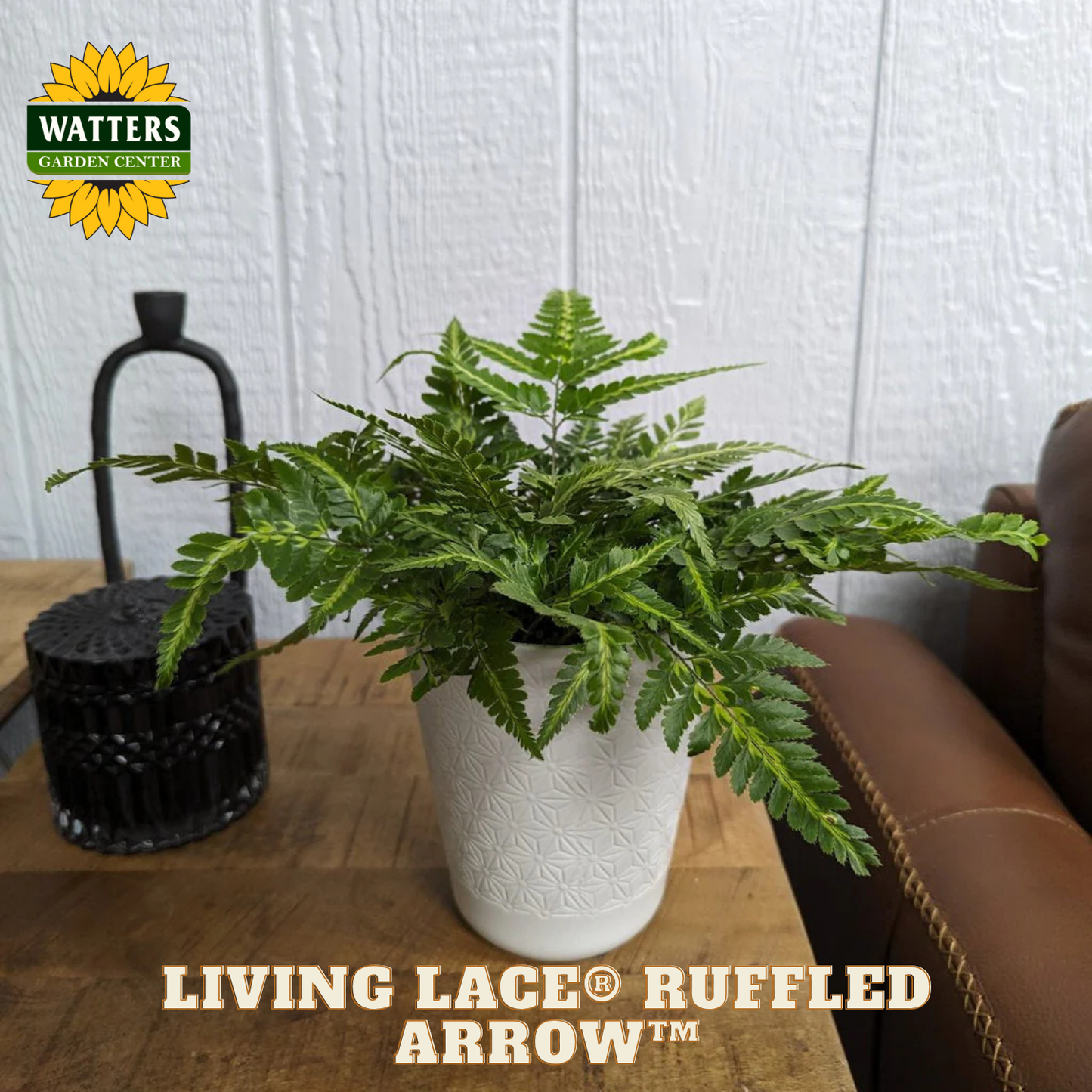 Living Lace® Ruffled Arrow™