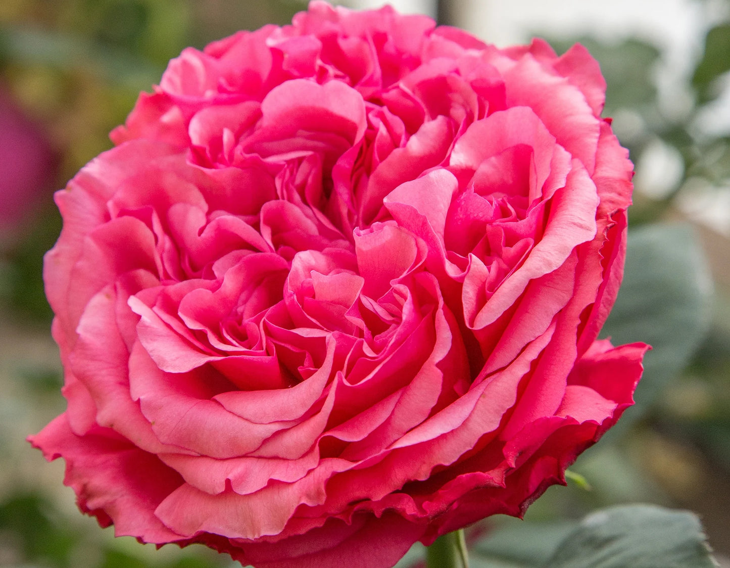 LOVES ME, LOVES ME NOT ROSE 5gal