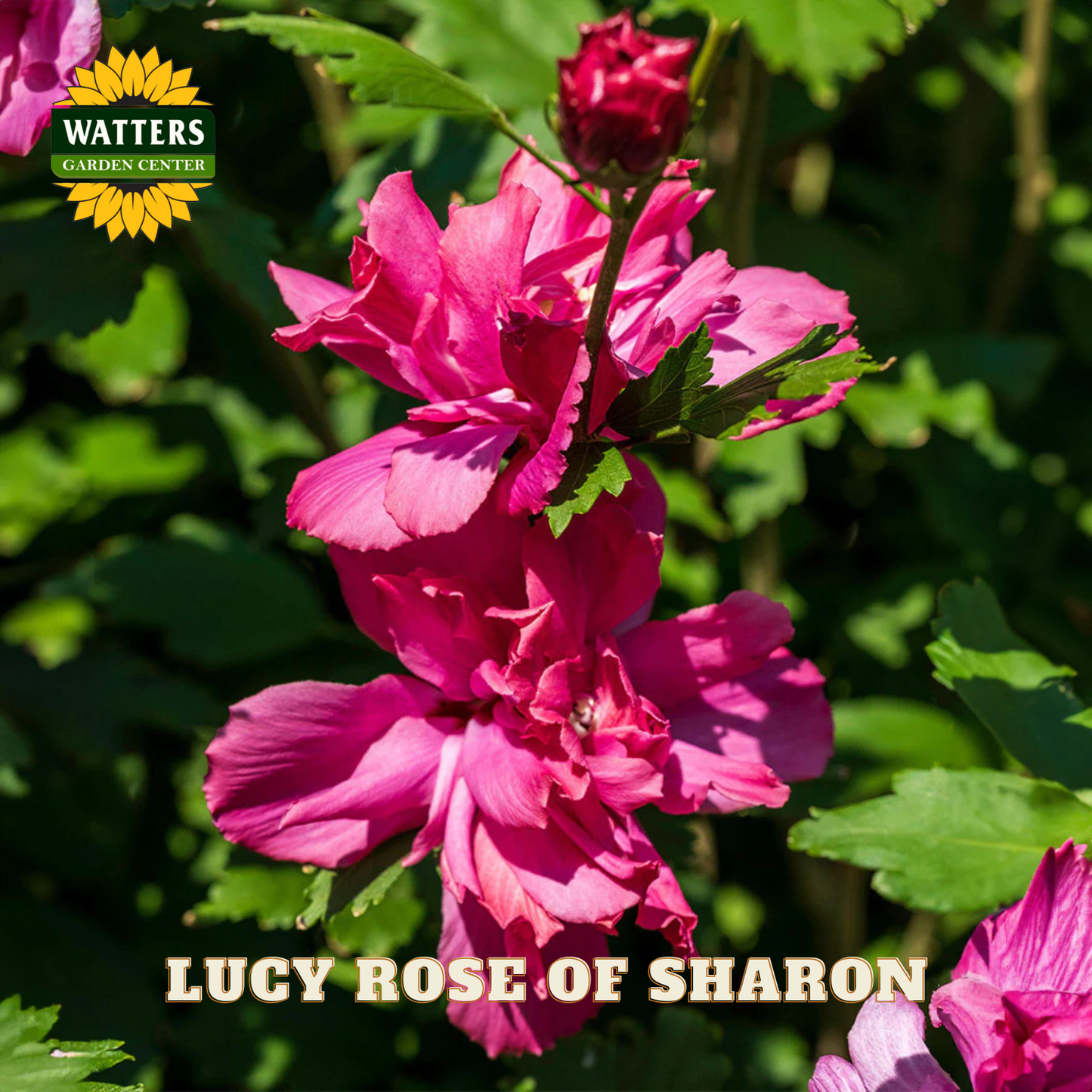 Pink flowers with green leaves and Watters Garden Center logo.