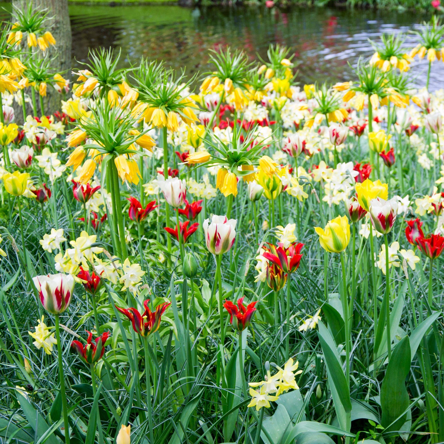 Fritillaria - Crown Imperial Yellow