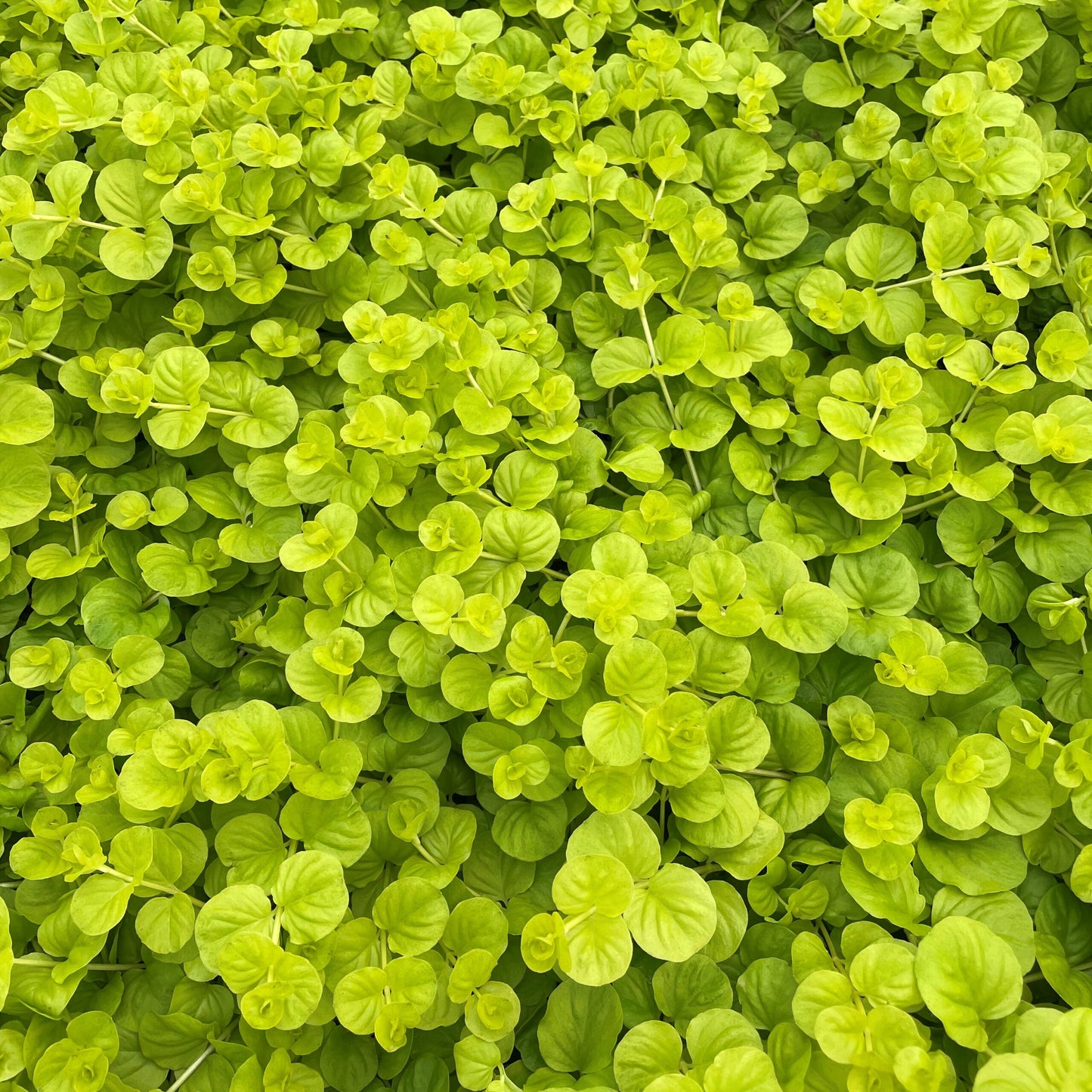 GOLDILOCKS CREEPING JENNY 4in