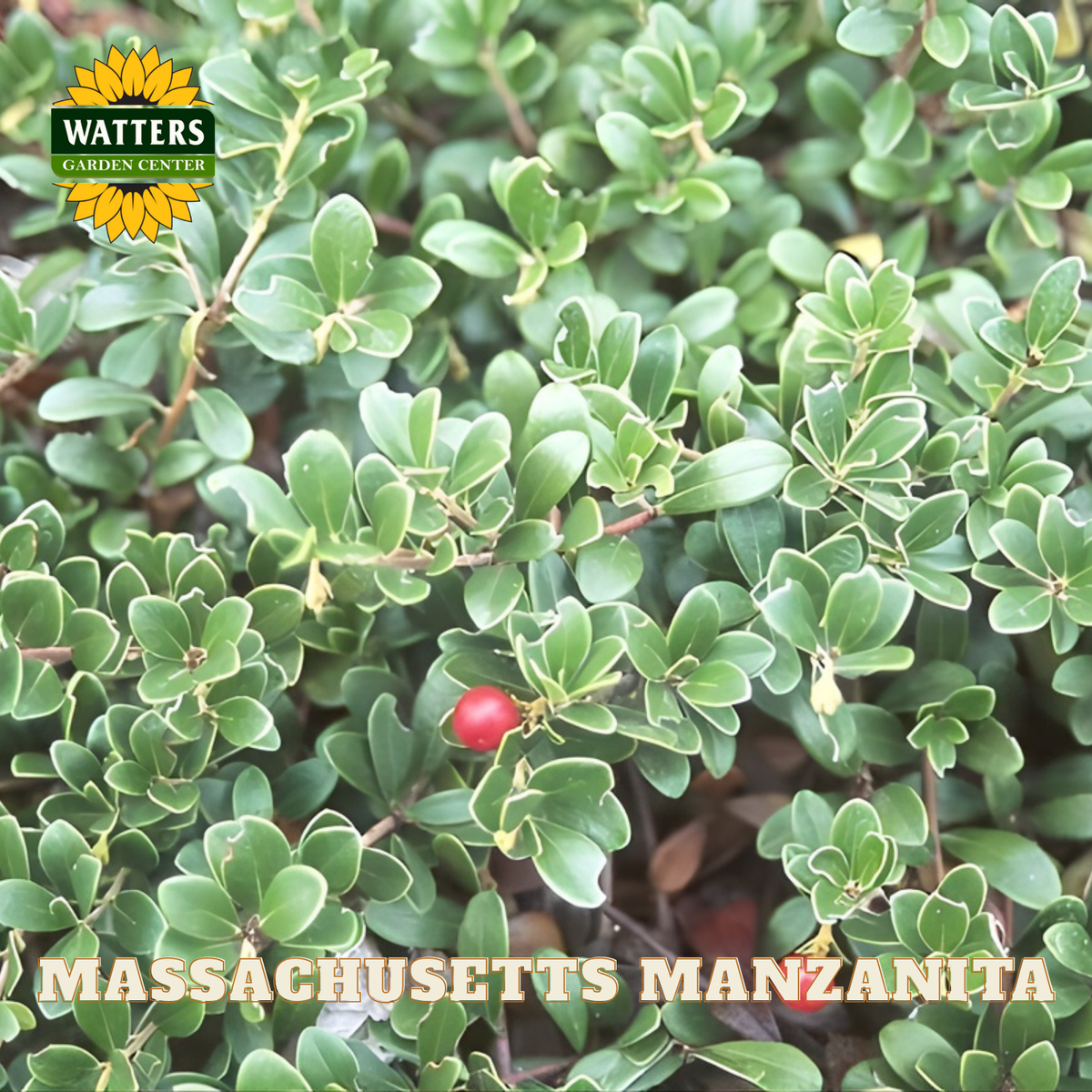 Massachusetts Manzanita plant with a red berry, surrounded by green leaves, with Watters Garden Center branding.