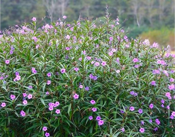MEXICAN PETUNIA 5gal