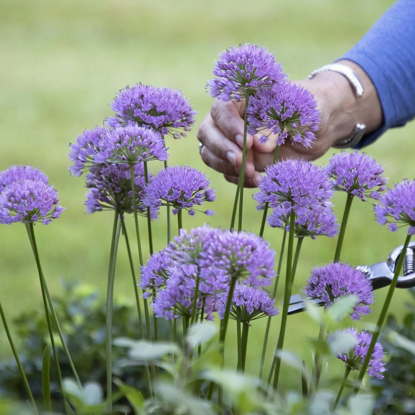 MILLENIUM ALLIUM 1gal