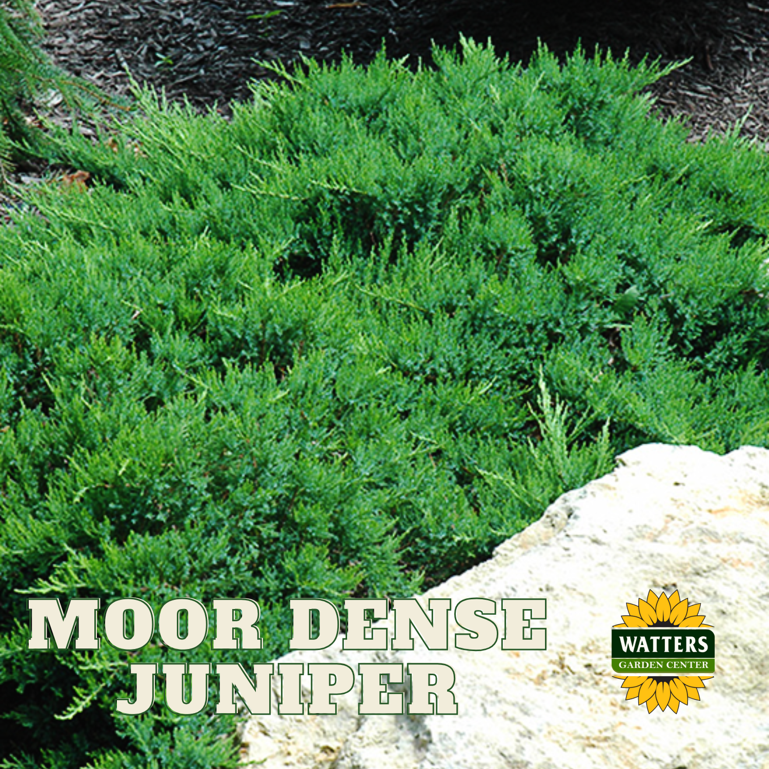 MOOR DENSE JUNIPER 2gal – Watters Garden Center