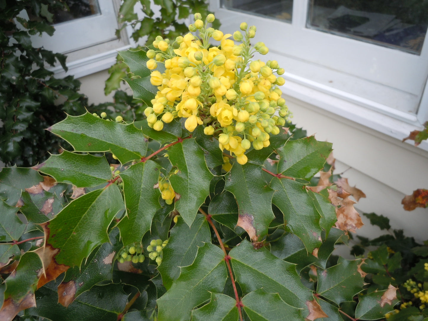 OREGON GRAPE MAHONIA 2gal