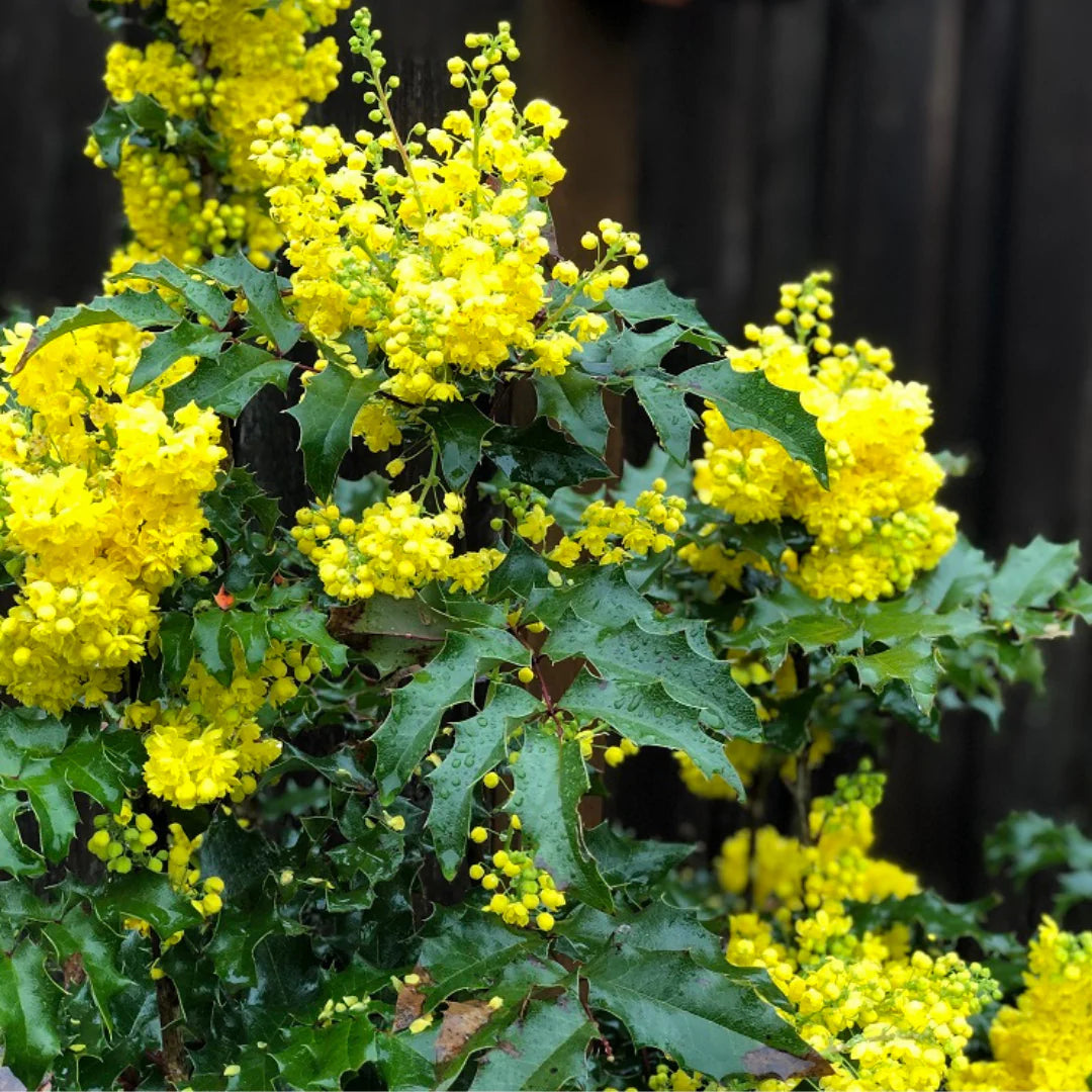OREGON GRAPE MAHONIA 2gal