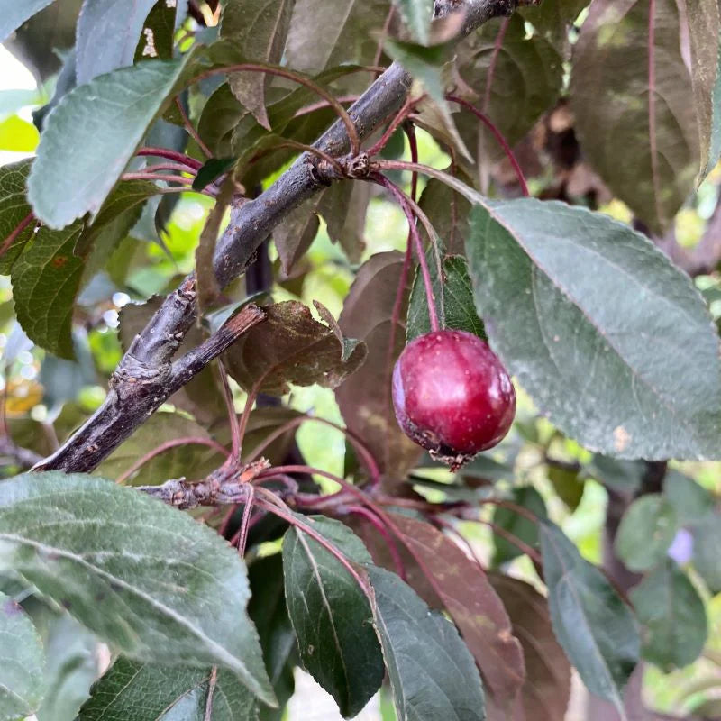 PERFECT PURPLE CRABAPPLE TREE 10gal