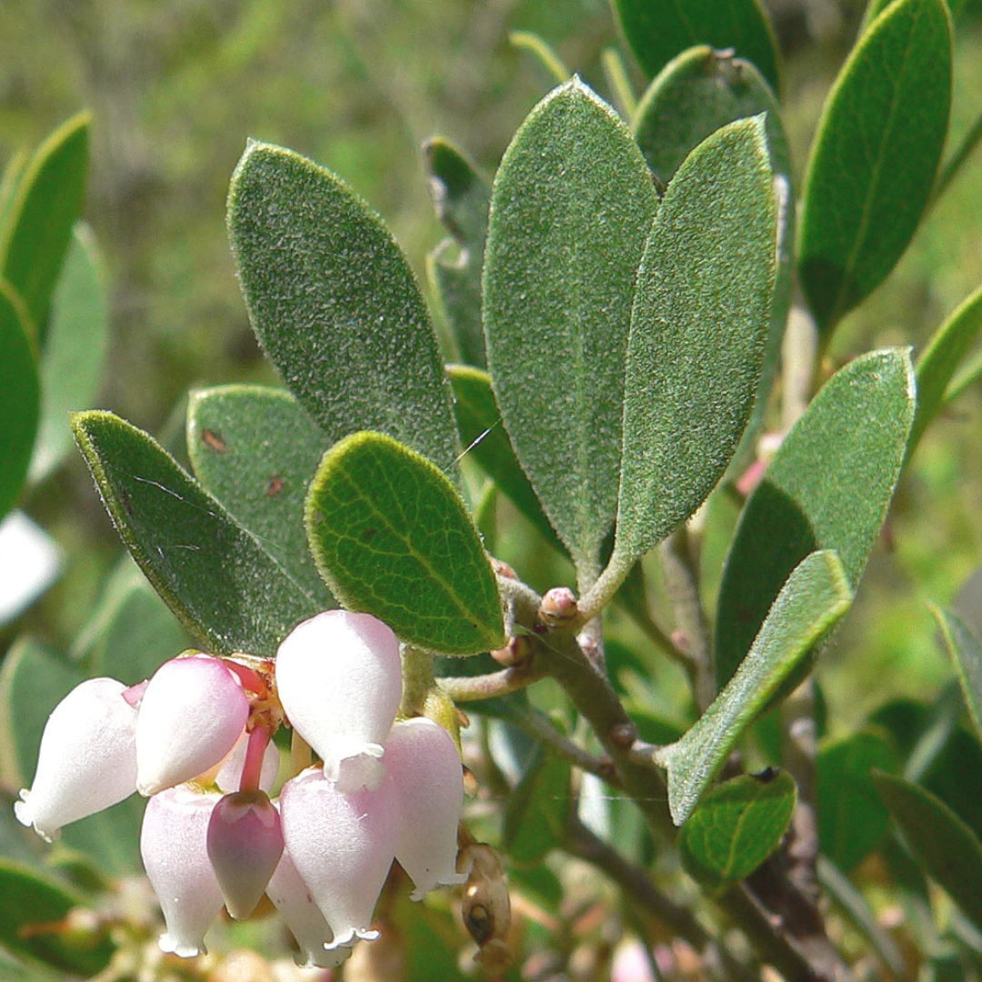 Manzanita Chieftain 3gal