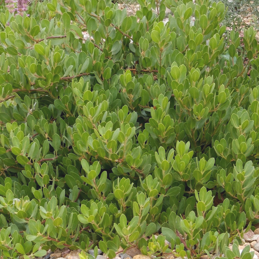 Manzanita Chieftain 3gal