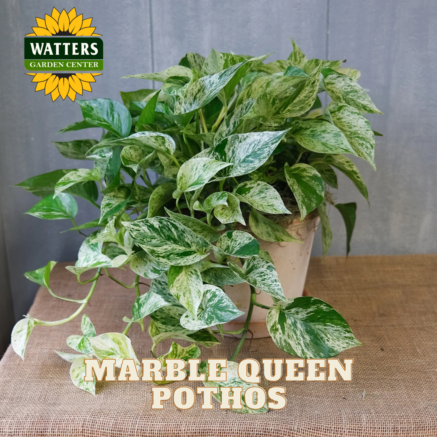 Marble Queen Pothos in a light brown terra cotta container set on a burlap covered surface.