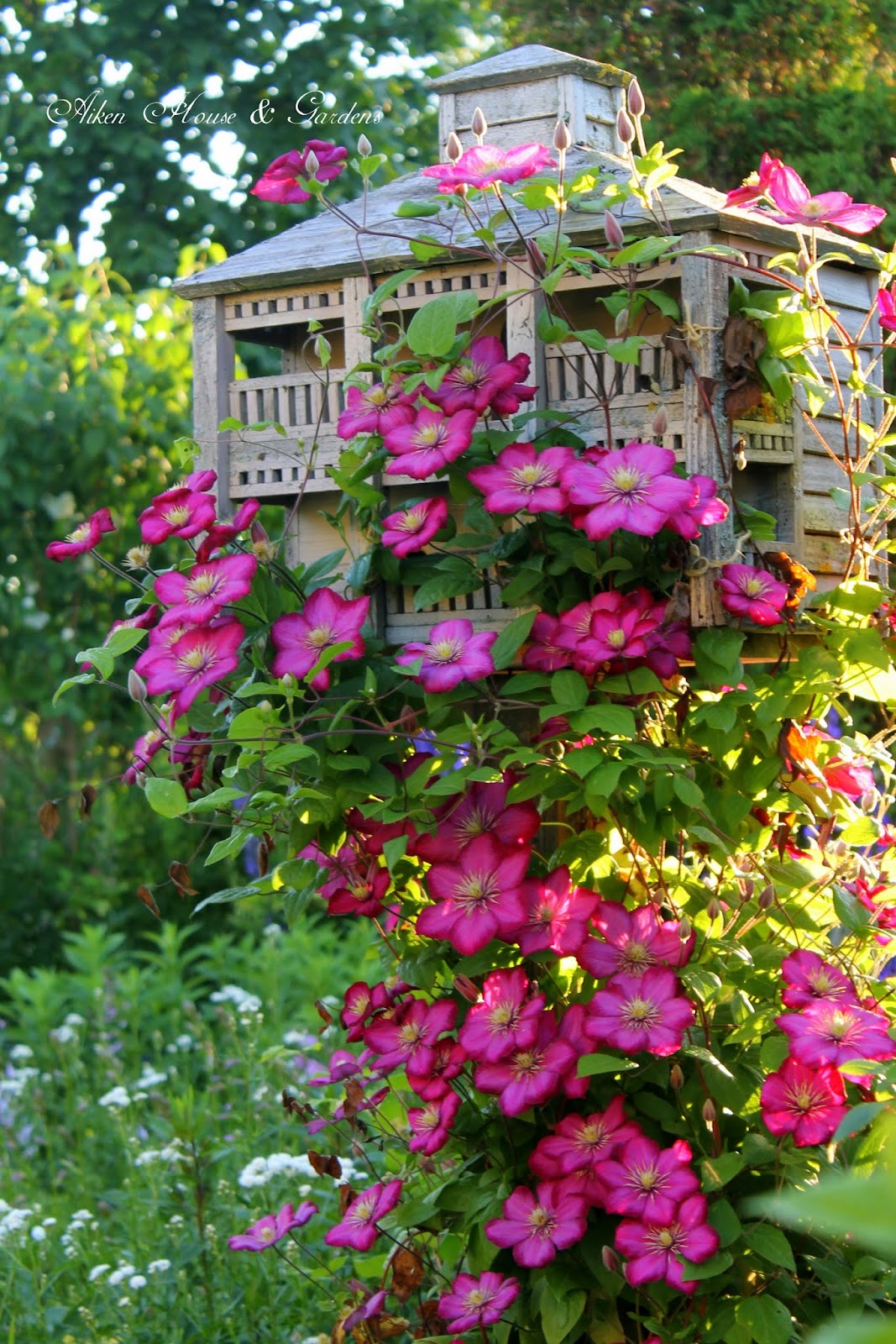 PINK CHAMPAGNE CLEMATIS 1gal