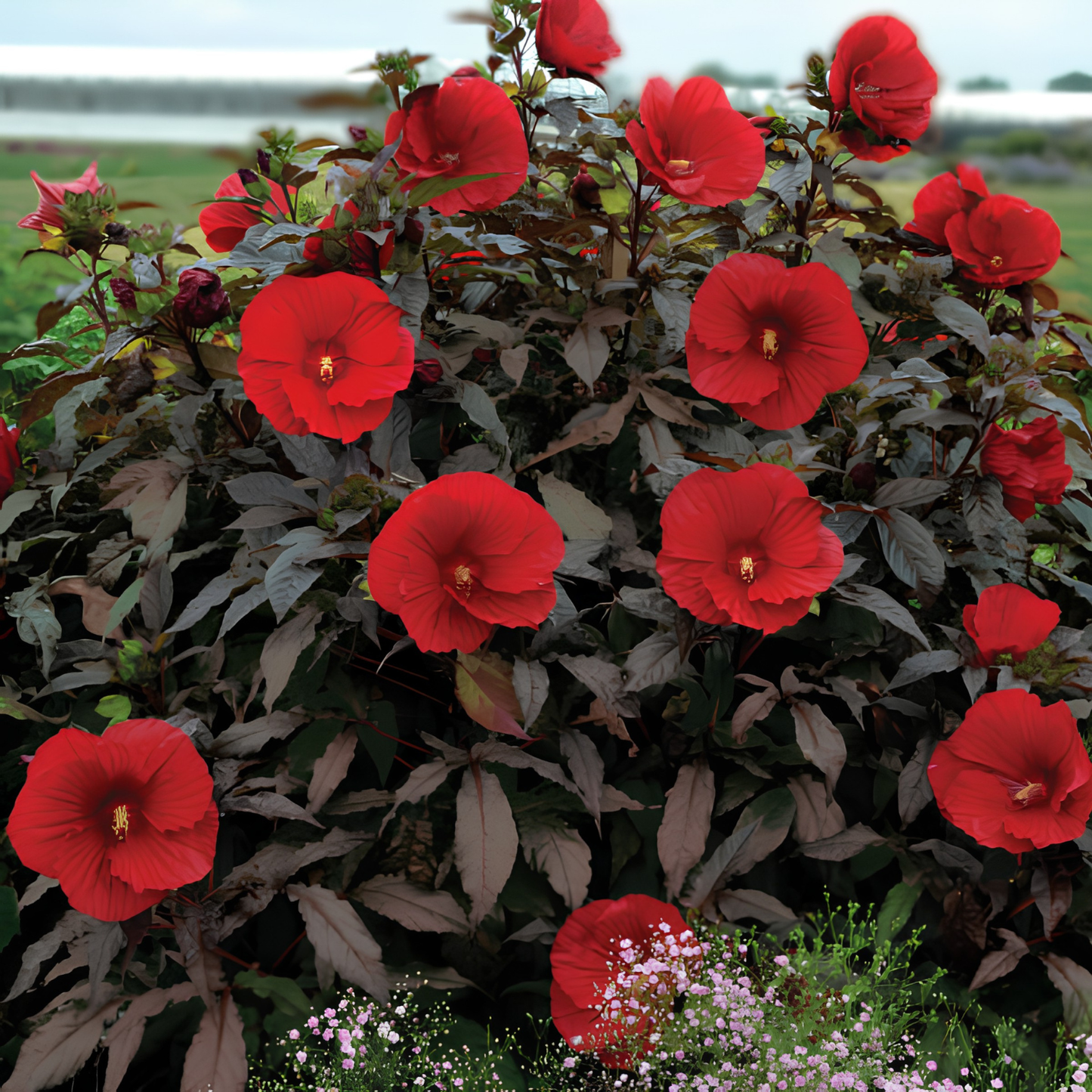 A dense bush of red hibiscus flowers with dark burgundy leaves, photographed outdoors against a soft blurred background of greenery and sky.