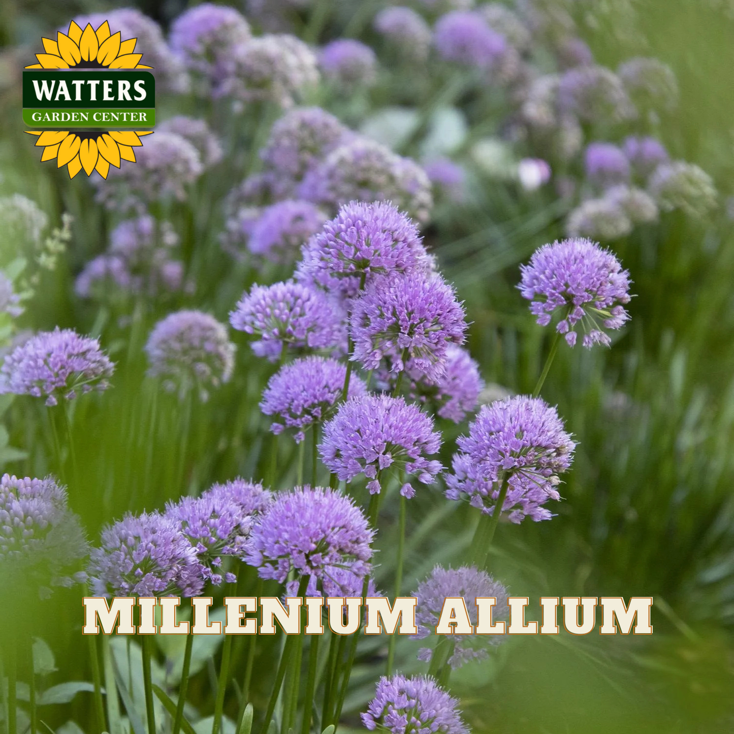 MILLENIUM ALLIUM 1gal