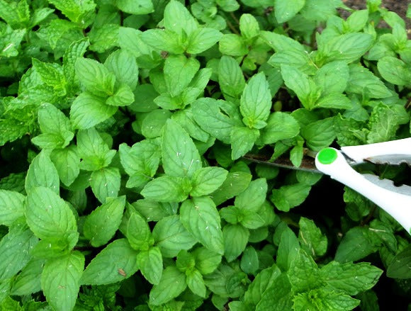 ASSORTED MINT 4in