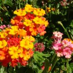 MISS HUFF LANTANA 1gal