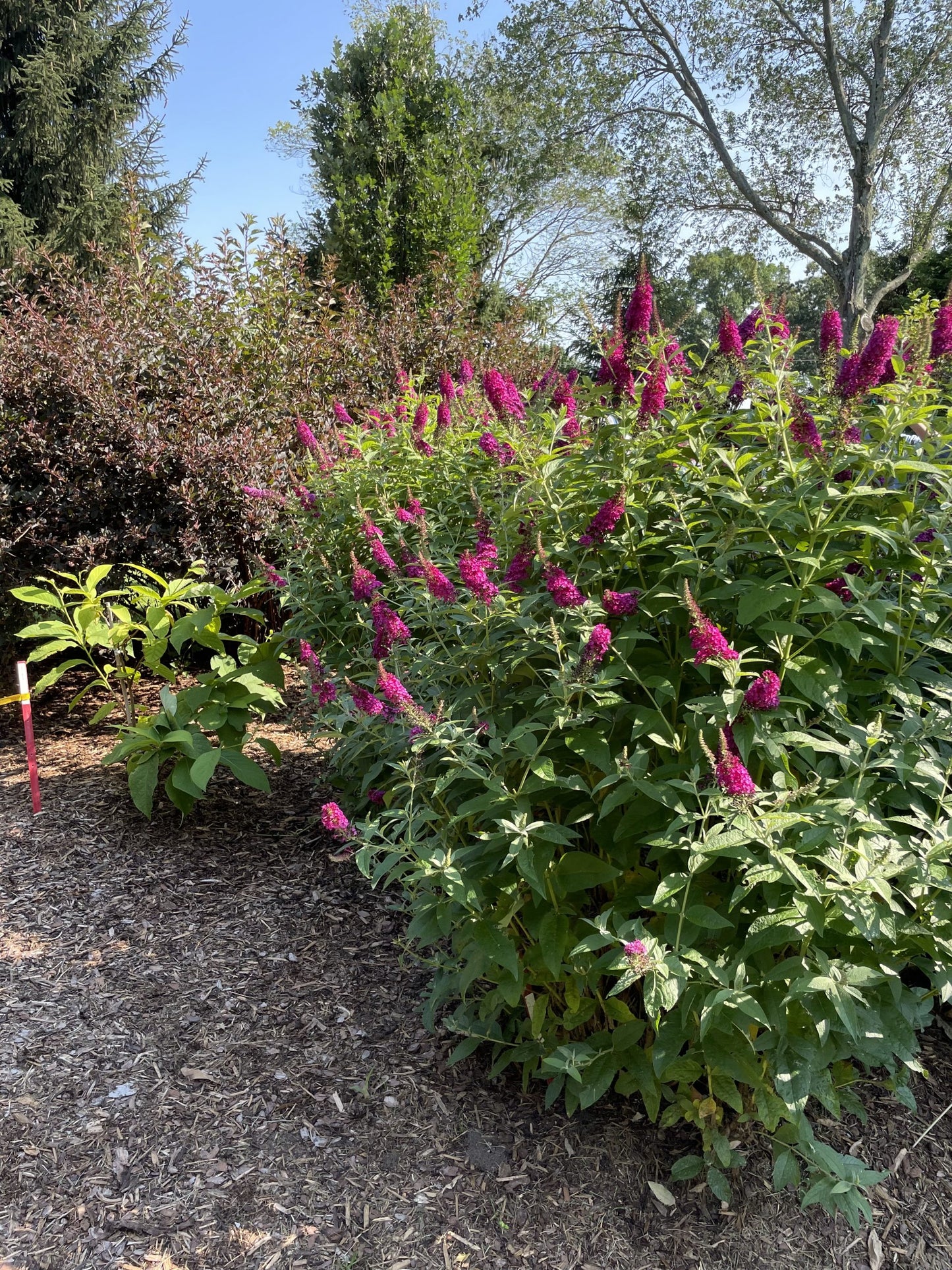 MISS MOLLY BUTTERFLY BUSH 3 gal