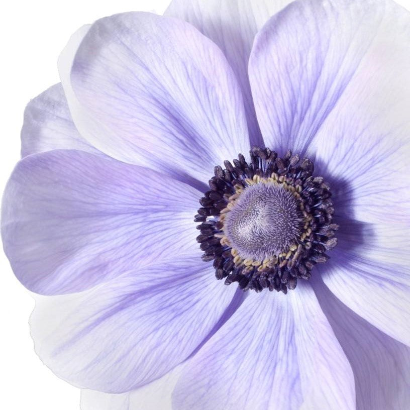 Italian Anemone - Mistral Plus Azzurro