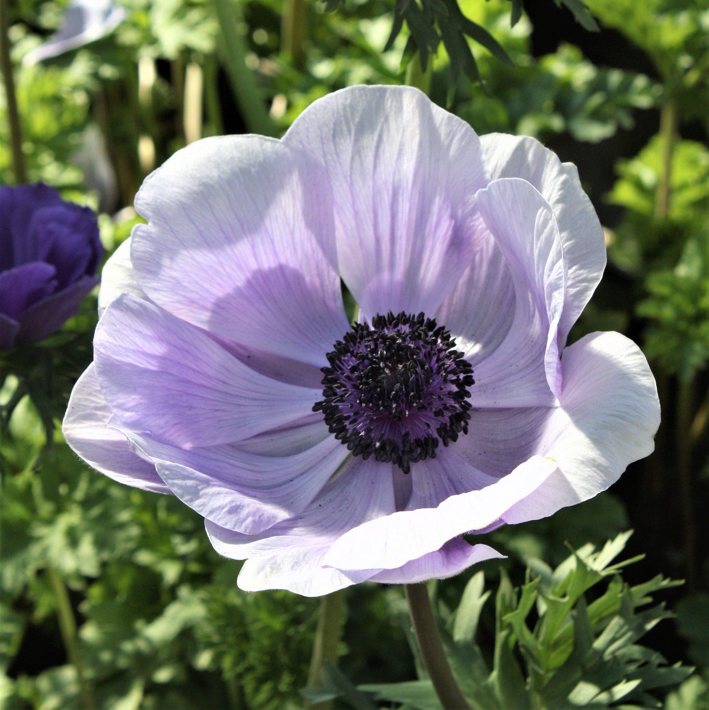 Italian Anemone - Mistral Plus Azzurro