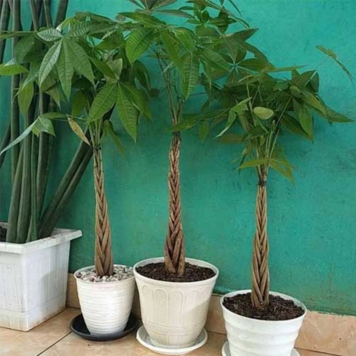 BRAIDED MONEY TREE 6in
