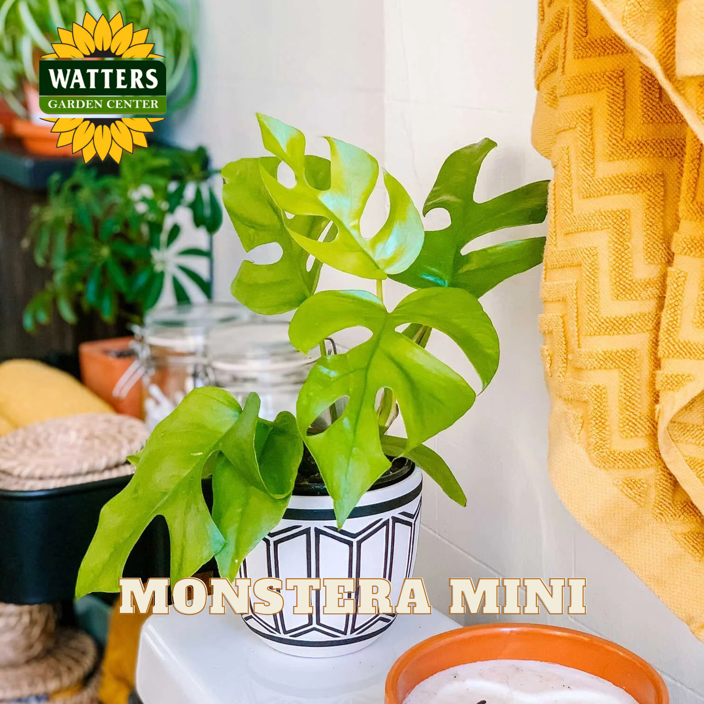 Monstera mini plant in a pot with Watters Garden Center branding.