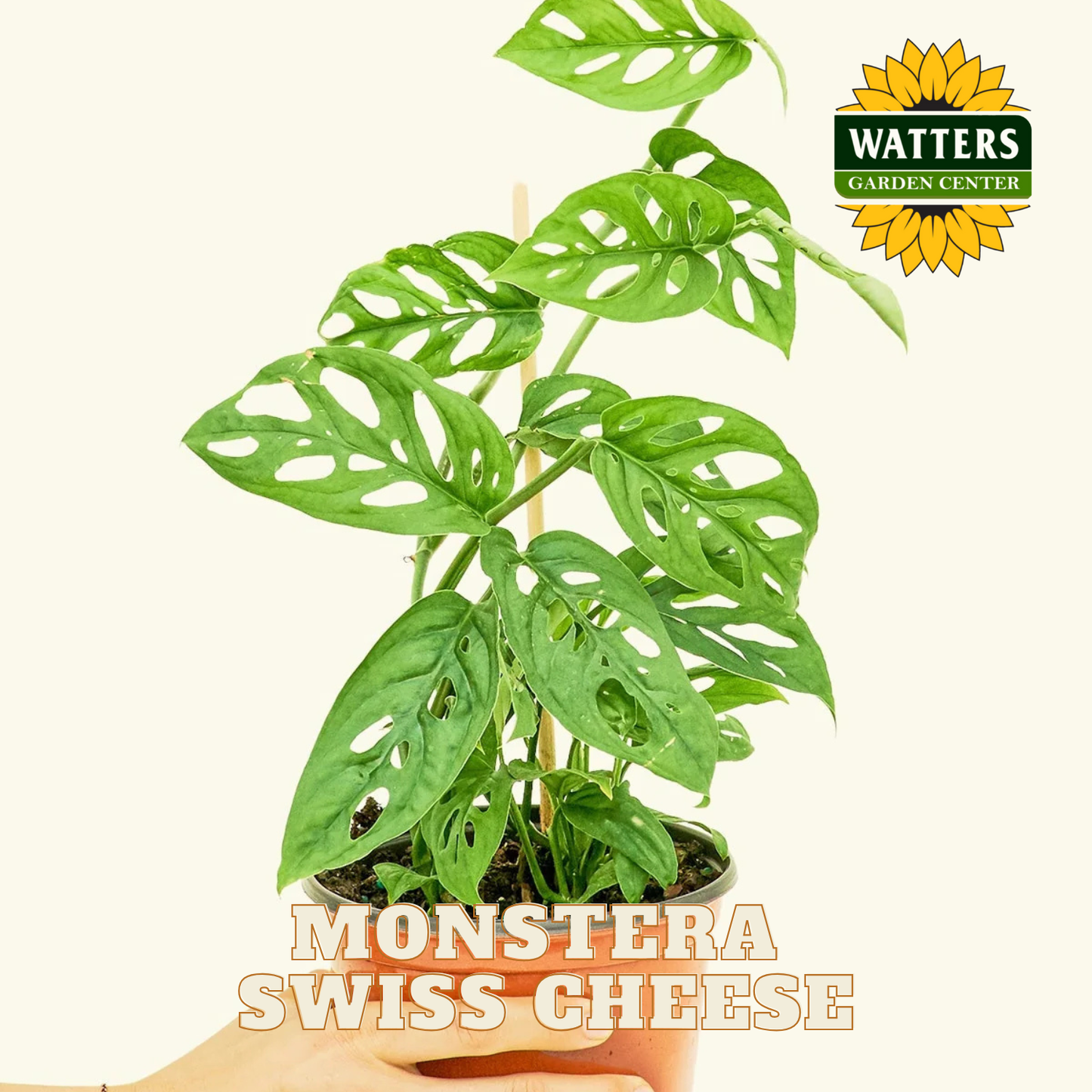 Monstera Swiss Cheese plant with Watters Garden Center logo on a white background