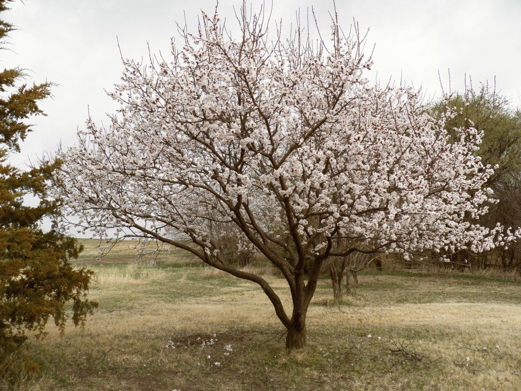 TILTON APRICOT TREE 7gal