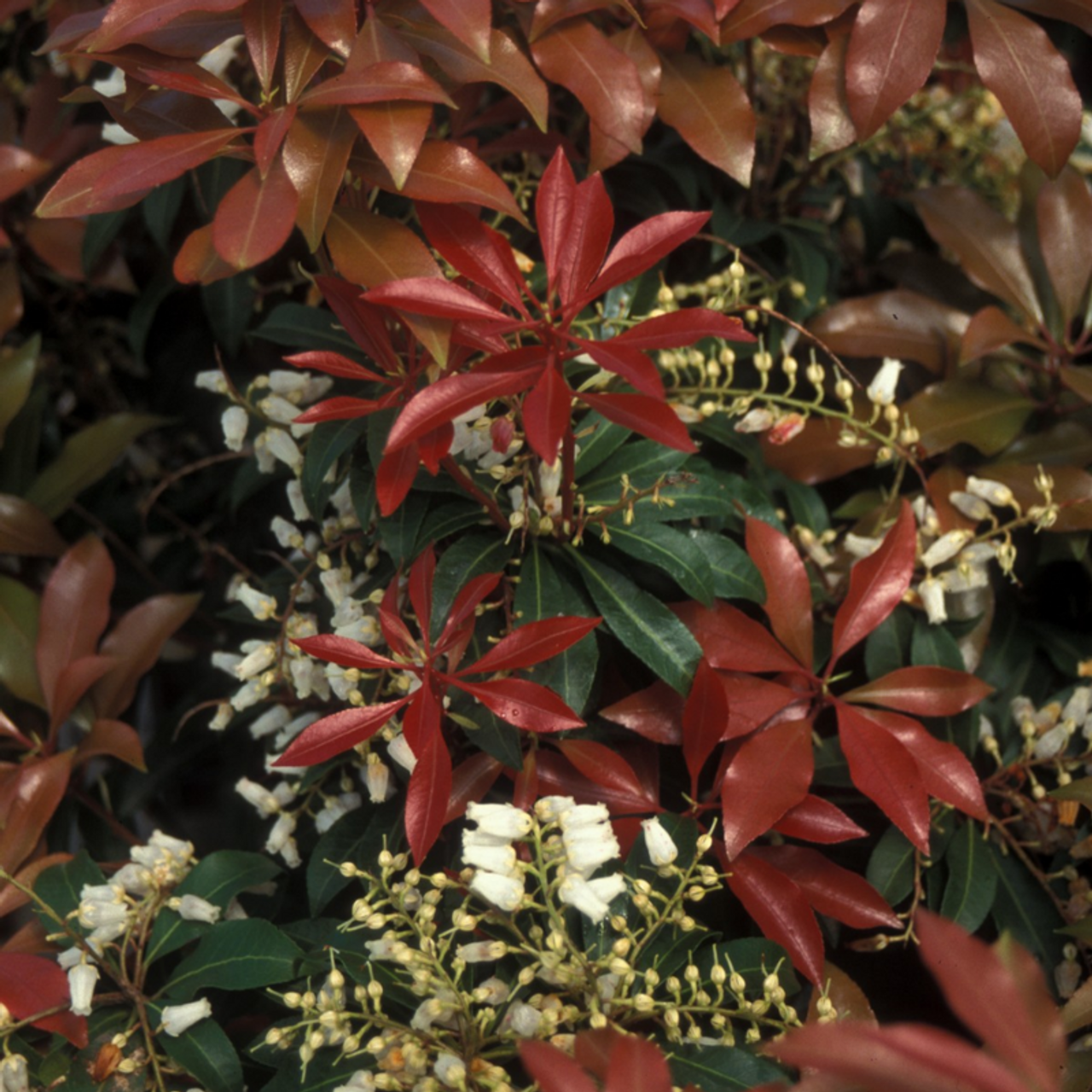 MOUNTAIN FIRE PIERIS 3gal