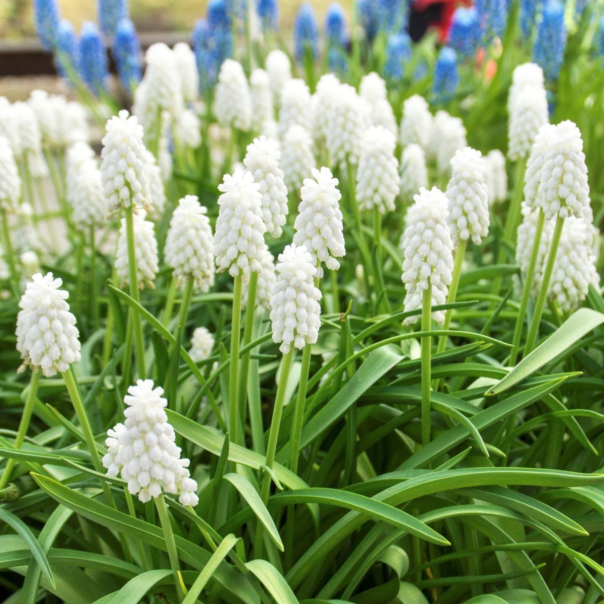 Muscari - Grape Hyacinth Siberian Tiger