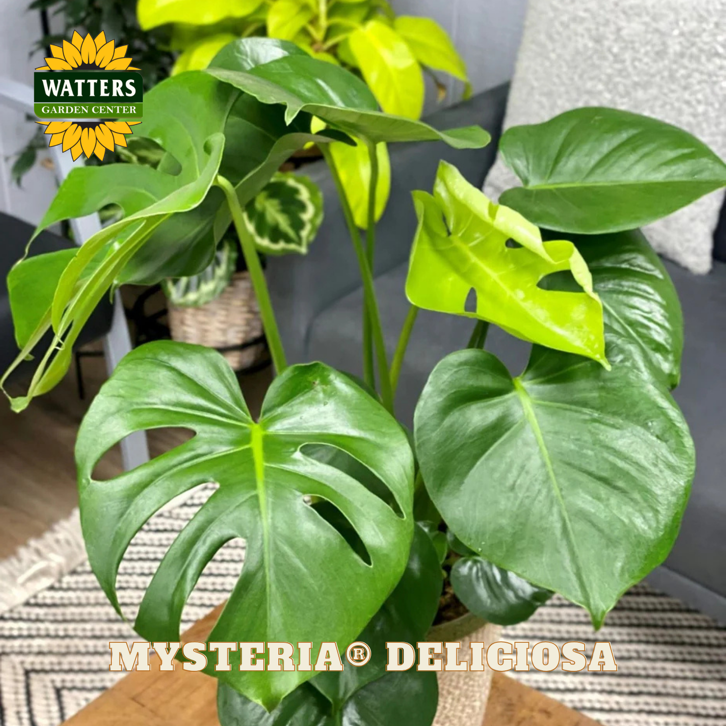 Mysteria® Deliciosa