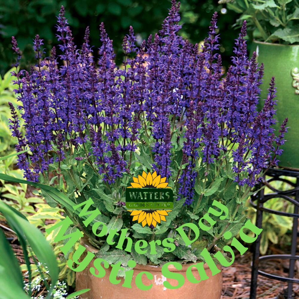 Mystic Salvia