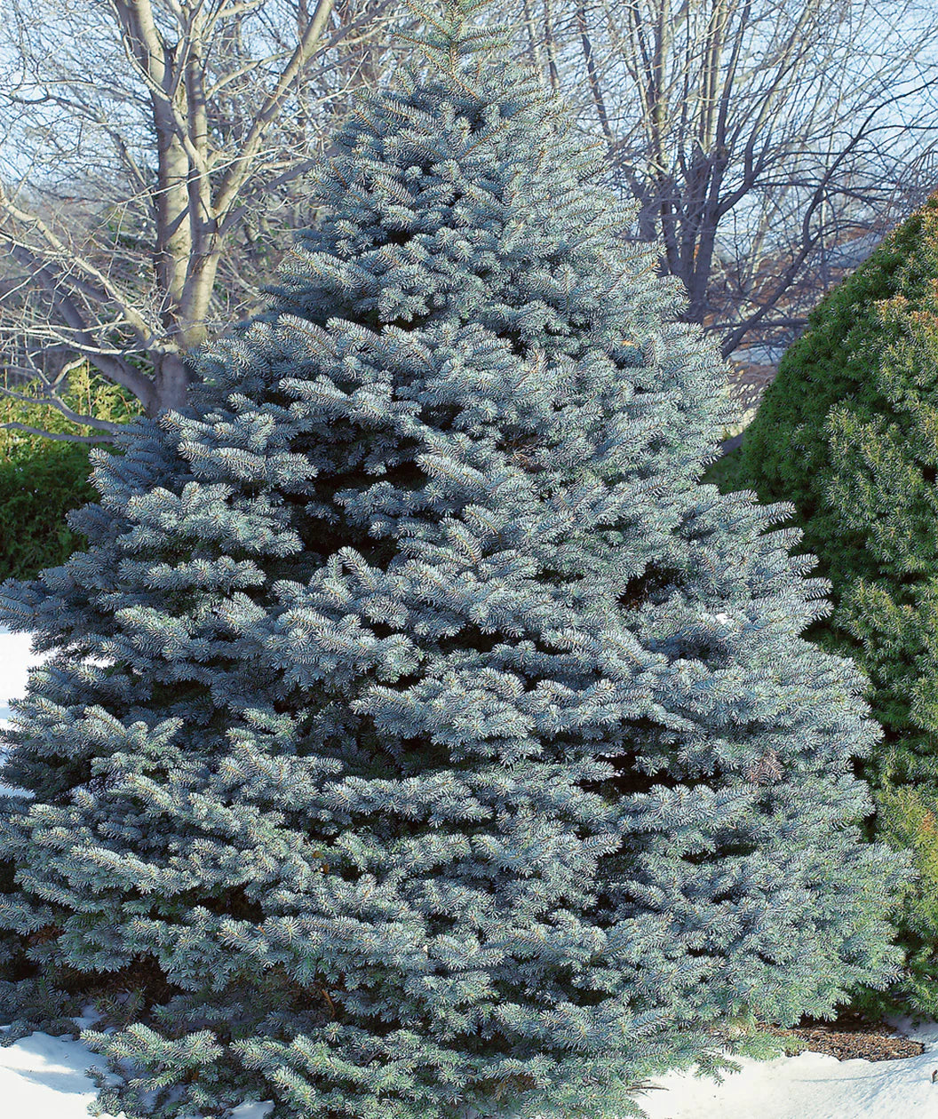 FAT ALBERT SPRUCE 10gal