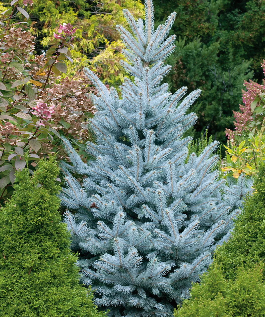 BABY BLUE SPRUCE TREE 15gal