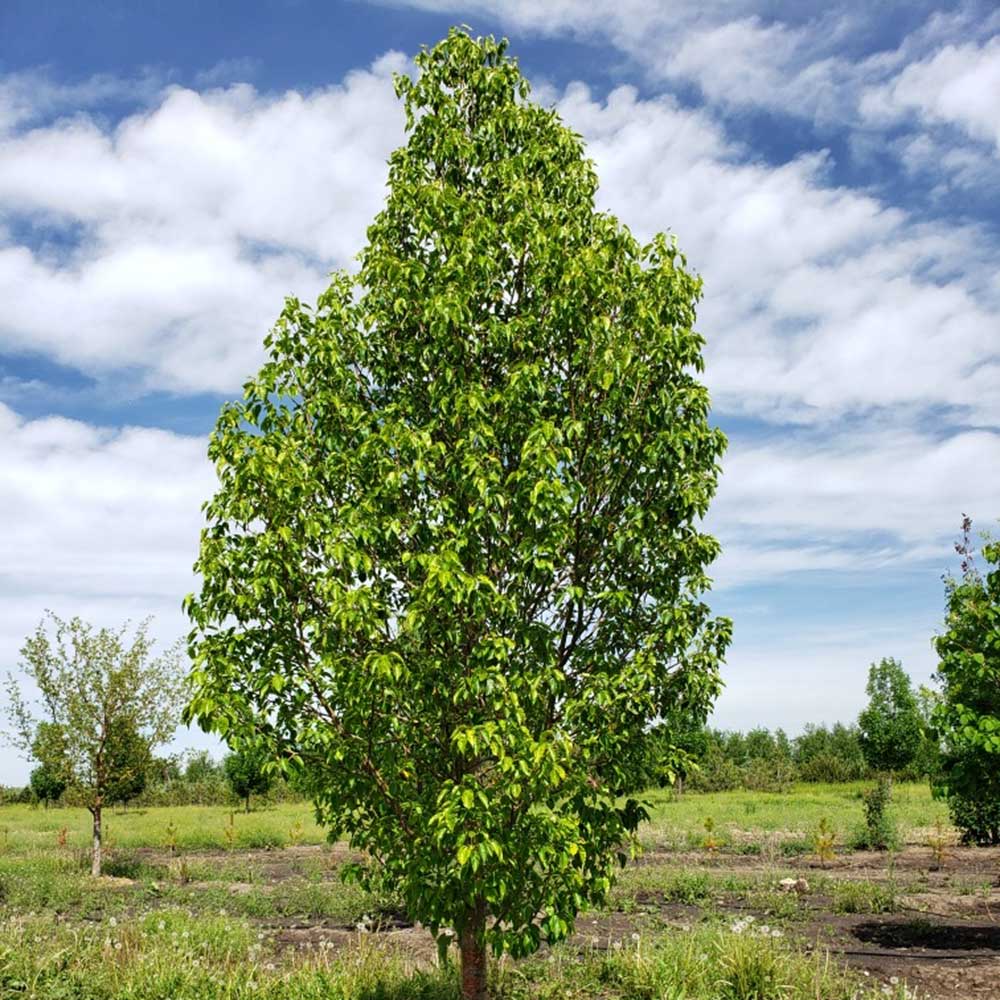 COMICE PEAR TREE 7gal