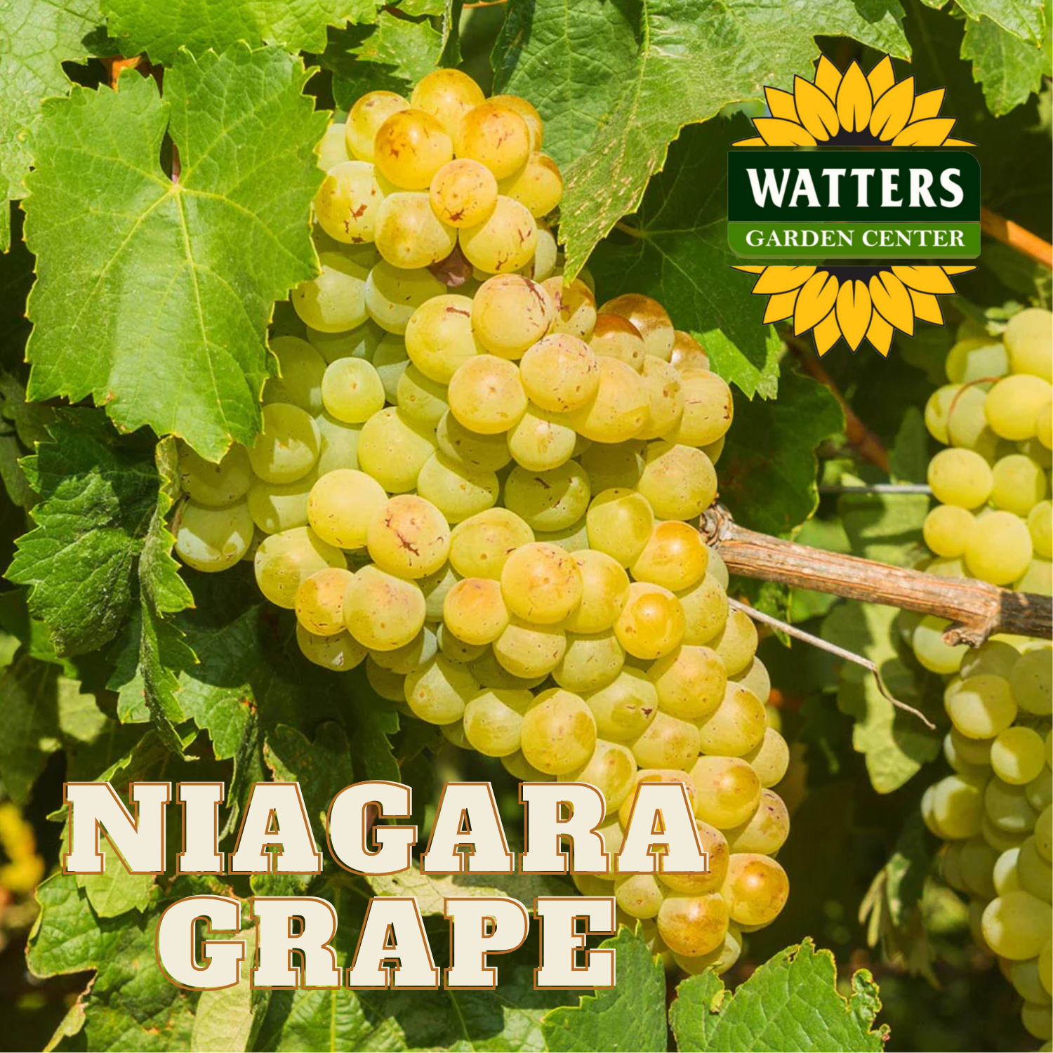 NIAGARA GRAPE 1gal – Watters Garden Center