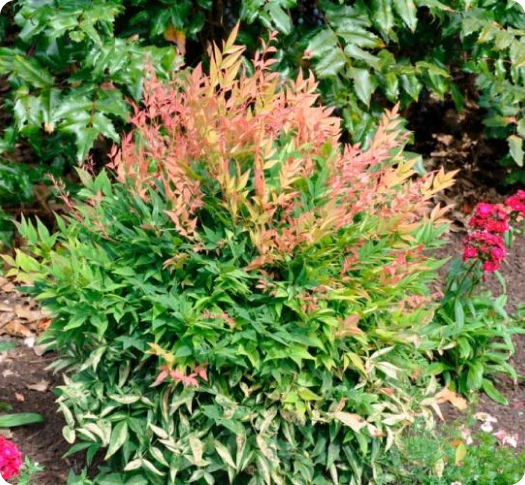 GULF STREAM NANDINA 2gal