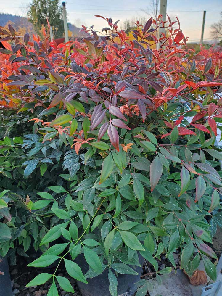 GULF STREAM NANDINA 1gal